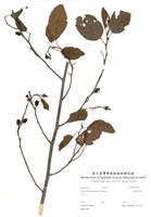 藏品(臺灣赤楊)的圖片